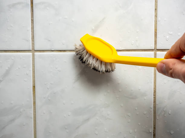 Best Residential Mold Remediation in West Bountiful, UT