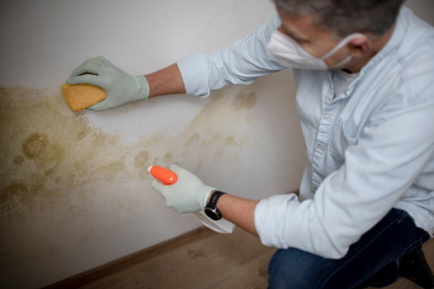 Best Insurance-Related Mold Remediation in West Bountiful, UT