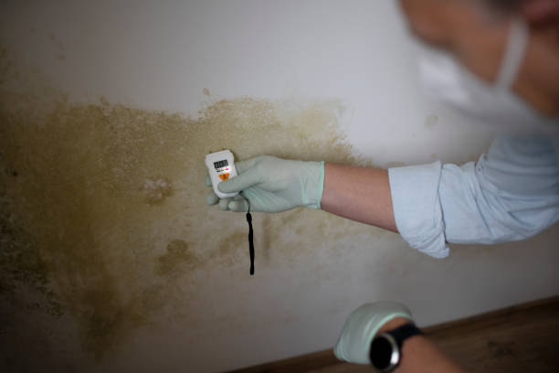 Professional Mold Remediation in West Bountiful, UT