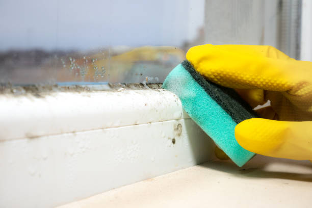 Best Industrial Mold Remediation in West Bountiful, UT