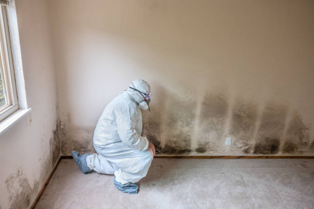 Best Industrial Mold Remediation in West Bountiful, UT