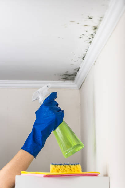 Best Emergency Mold Remediation in West Bountiful, UT